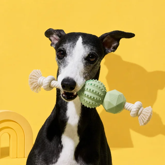 Interesting scene pictures of pet toys
